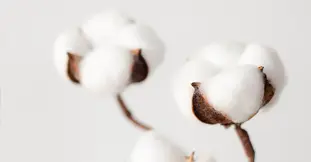 100% Cotton Concept